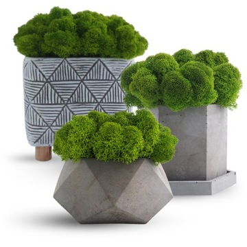 Финский мох 500г сетка, светло-зеленый