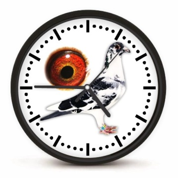 Настенные часы для любителей голубей