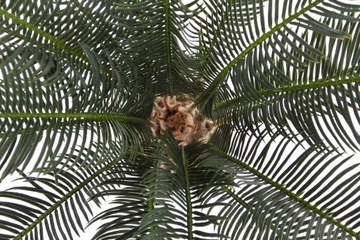 sztuczna palma wysokiej jakości Cycas 60cm cykas