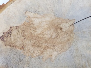 Деревянное декоративное кольцо «Срез каштана» 45х37см