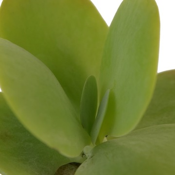 Kalanchoe wiechowate - Las w Słoiku