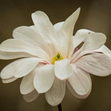 Magnolia gwiaździsta 'Royal Star' poj. 2l