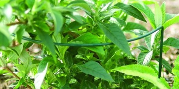 ОПОРА ПЕРГОЛА ДЛЯ ЦВЕТОЧНЫХ РАСТЕНИЙ 115 СМ