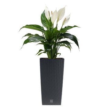 ЦВЕТОЧНЫЙ ГОРШОК, САДОВЫЙ ЯЩИК ДЛЯ ТЕРРАСЫ, РОТАН, ПОДСТАВКА ДЛЯ ЦВЕТОВ, АНТРАЦИТ + ВСТАВКА