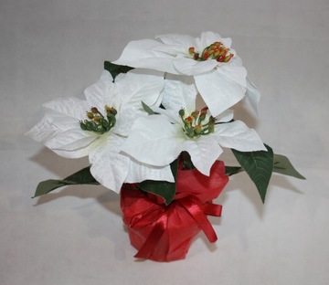 Вифлеемская звезда в белом горшке диаметром 26 см.