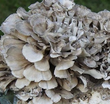 MAITAKE grzybnia gotowe podłoże 3 kg
