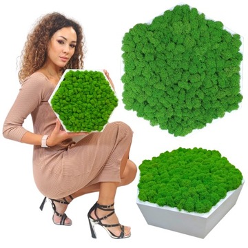 OBRAZ Z MCHU w drewnianej ramie HEKSAGON mech chrobotek ŻYWY OBRAZ handmade