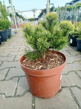Pinus Mugo Ophir - Sosna C5