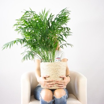 CHAMEDORA Elegans Coral PALM для ЛЕСА В БАНКЕ