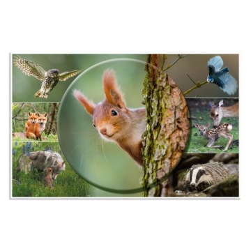 Настольный коврик, Белка