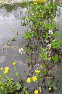Фасоль трехлистная – цветущие растения для пруда