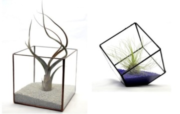 Тилландсия IONANTHA IONANTHA на подставке, к. 62/К4.