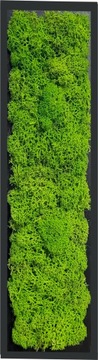 obraz chrobotek panel mech 30 cm