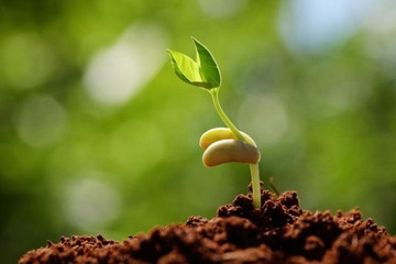 ПОЧВА ДЛЯ ПОСЕВА, ПОСЕВА, ПЛЕСКИ, ПРОФЕССИОНАЛЬНЫЕ ПОСЕВА, 20 Л, ТАРГЕТ
