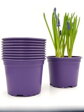 10 szt Doniczki PRODUKCYJNE 12 cm fioletowe żonkil narcyz krokus wiosenne