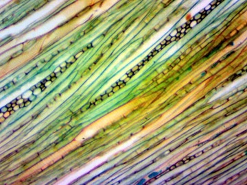 DLT-Cam Basic 2-мегапиксельная камера для микроскопа с USB 2.0