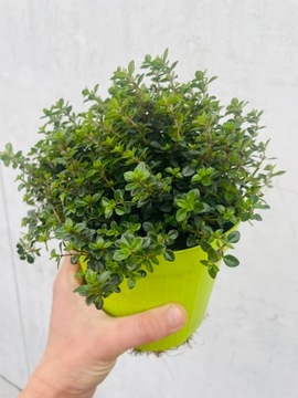 TYMIANEK Cytrynowy DONICZKA SADZONKA - 1 szt. paszport gęsta