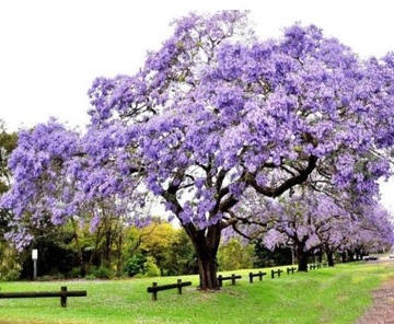 Drzewo Tlenowe Paulownia Omszona 3 m Przyrosty rocznie nasiona 100 sztuk