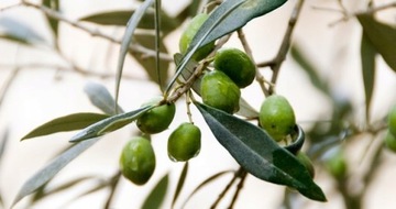 PALMOLIVE Набор гелей для душа Olive Milk 4x750мл