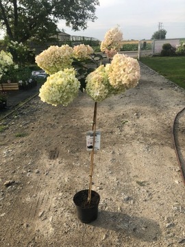 HORTENSJA BUKIETOWA FRAISE MELBA NA PNIU SADZONKA 120CM CZERWONA PIĘKNA