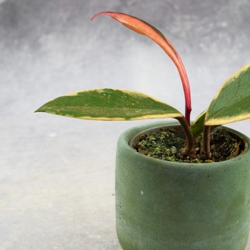 Бетонное покрытие Ø6см польского производства С ПОСВЯЩЕНИЕМ В ПОДАРОК ​​Зеленое