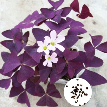 50Pcs/Bag Oxalis Corniculata Seeds Prolific Full of Vitality