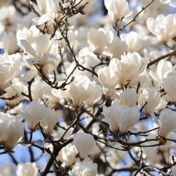 Magnolia Alba Superba