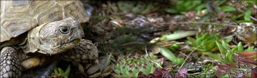 Testudo Soil Baby 25 л террариумный субстрат для греческой черепахи