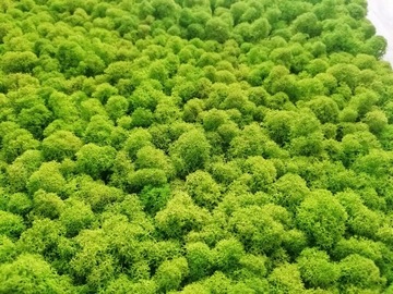 Панно из мха ПРЕМИУМ, 50х40 см
