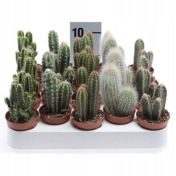 Kaktusy Różne Ładny Zestaw 3 szt Las w Słoiku HIT