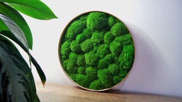 Картина круг со мхом, диаметр 40 см.