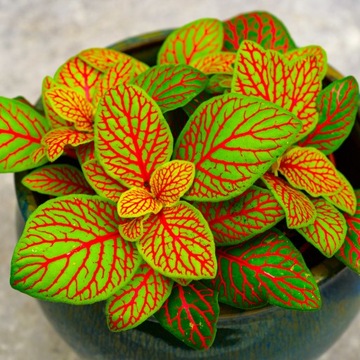 Fittonia malinowo - limonkowa FITONIA las w słoiku Mosaic Skeleton DØ7cm