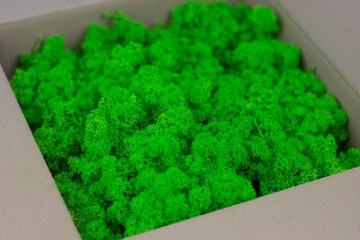 Mech Chrobotek Reniferowy RÓŻNE KOLORY 100g PREMIU