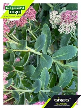 Зеленое удобрение ORO для цветущих садовых цветов