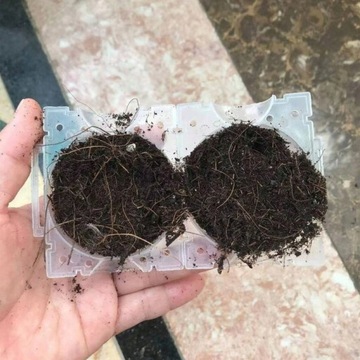 ШАРИКИ ДЛЯ УКОРЕНЕВАНИЯ РОЗ И РАЗМНОЖЕНИЯ СЕМЯНАМИ ШАРИКОВЫЕ ВОЗДУШНЫЕ ШЕЙКИ 5 шт.