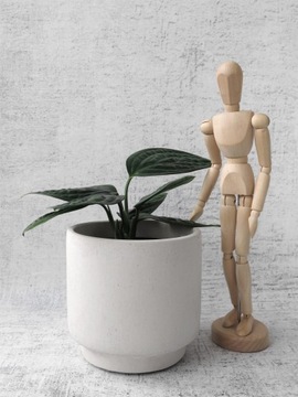Epipremnum Marble Planet Monstera Peru śr. 12