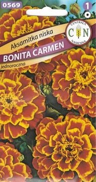 Aksamitka Niska Bonita Carmen obfite kwitnienie 1g