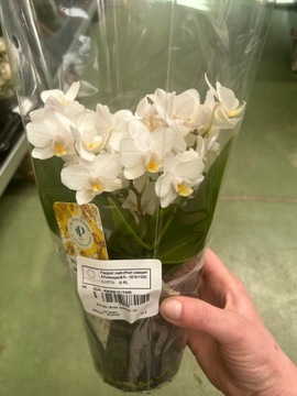 Живая орхидея JMP Bonsai Multiflora белая, свежая доставка.