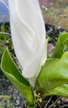 CAMCHAT CAMTSCHATCENSIS Lysichiton camtschatcensis