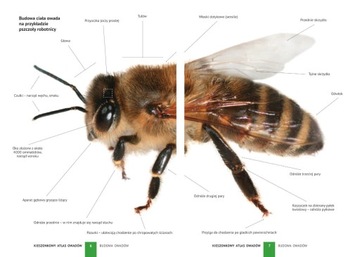 КАРМАННЫЙ АТЛАС НАСЕКОМЫХ 180 ВИДОВ КНИГА О НАСЕКОМЫХ ПУТЕВОДИТЕЛЬ