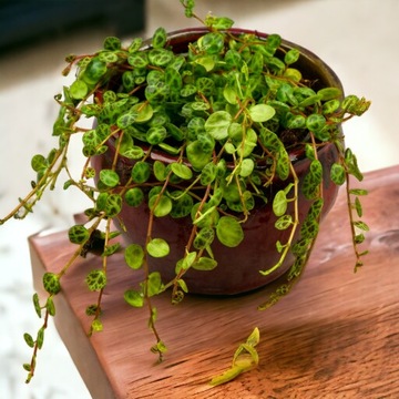 Peperomia prostrata - liście w kształcie żetoników. Pnącze D9cm