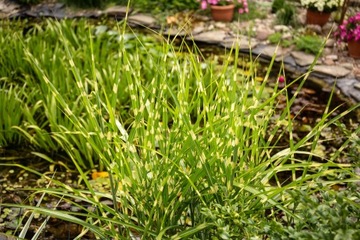 Małż Małże Małża SZCZEŻUJA OCZYSZCZA FILTRUJE WODĘ