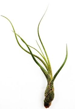 Tillandsia Oplątwa powietrzna Air plants bez doniczki BUTZII S ~12 cm