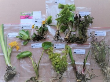 КАМЧАТСКИЙ ЛИСИЧИТОН Lysichiton camtschatcensis