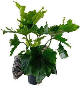 Philodendron selloum Hope 14Ø 45cm Filodendron