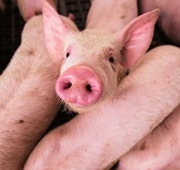 Группа 20 кг рыб на землю