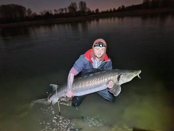 SZPROTKA/HALIBUT 0.5 kg Kulki Proteinowe RaFish 16 - 20 mm 500g zanętowe