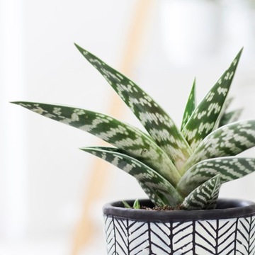 Aloe variegata Aloes tygrysi ODPORNY NA SUSZĘ