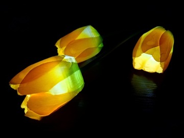 Подключаемая солнечная лампа TULIPS LED цветочная лампа SOLAR TULIP FLOWERS