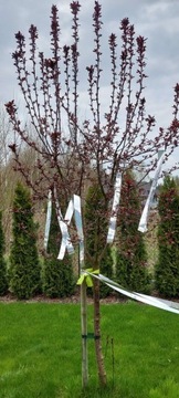 ЛЕНТА ДЛЯ ОТПУСКАНИЯ ПТИЦ 50 м